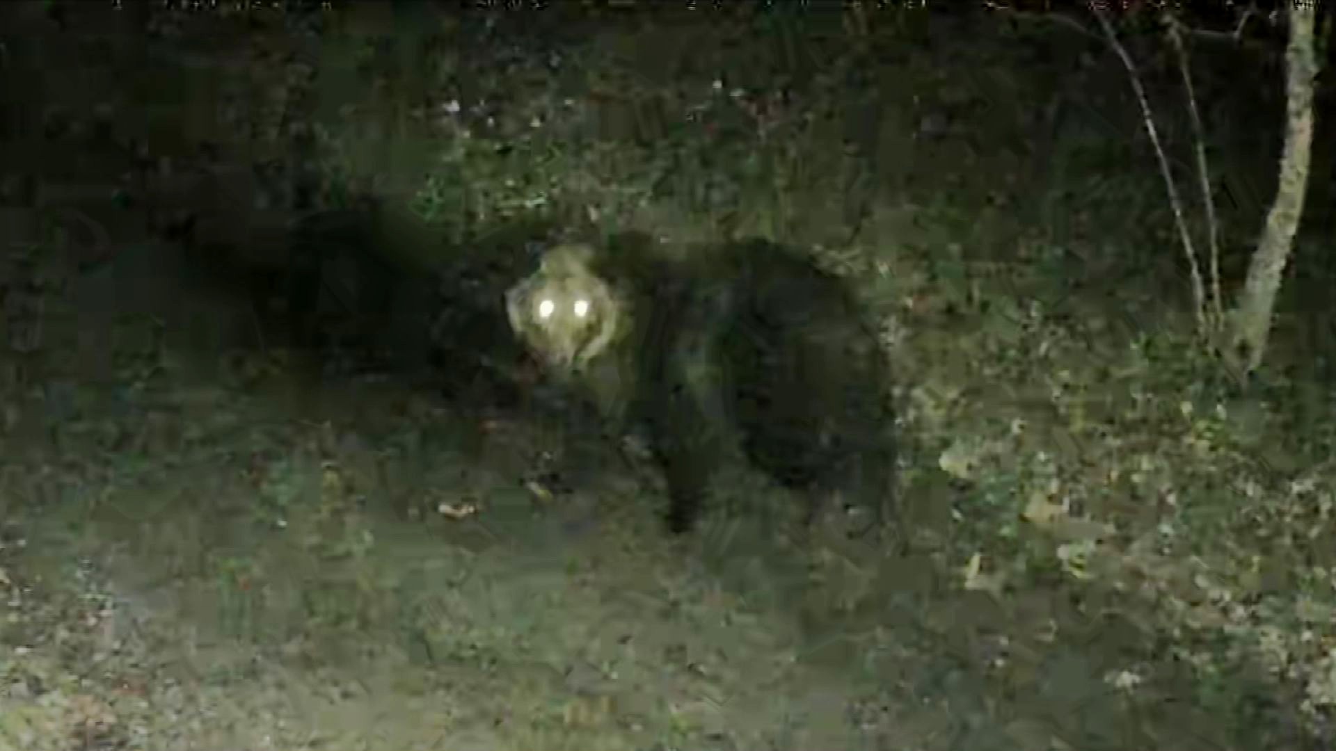 監視カメラがはっきりとクマの姿を捉えた（提供：サケのふるさと千歳水族館）