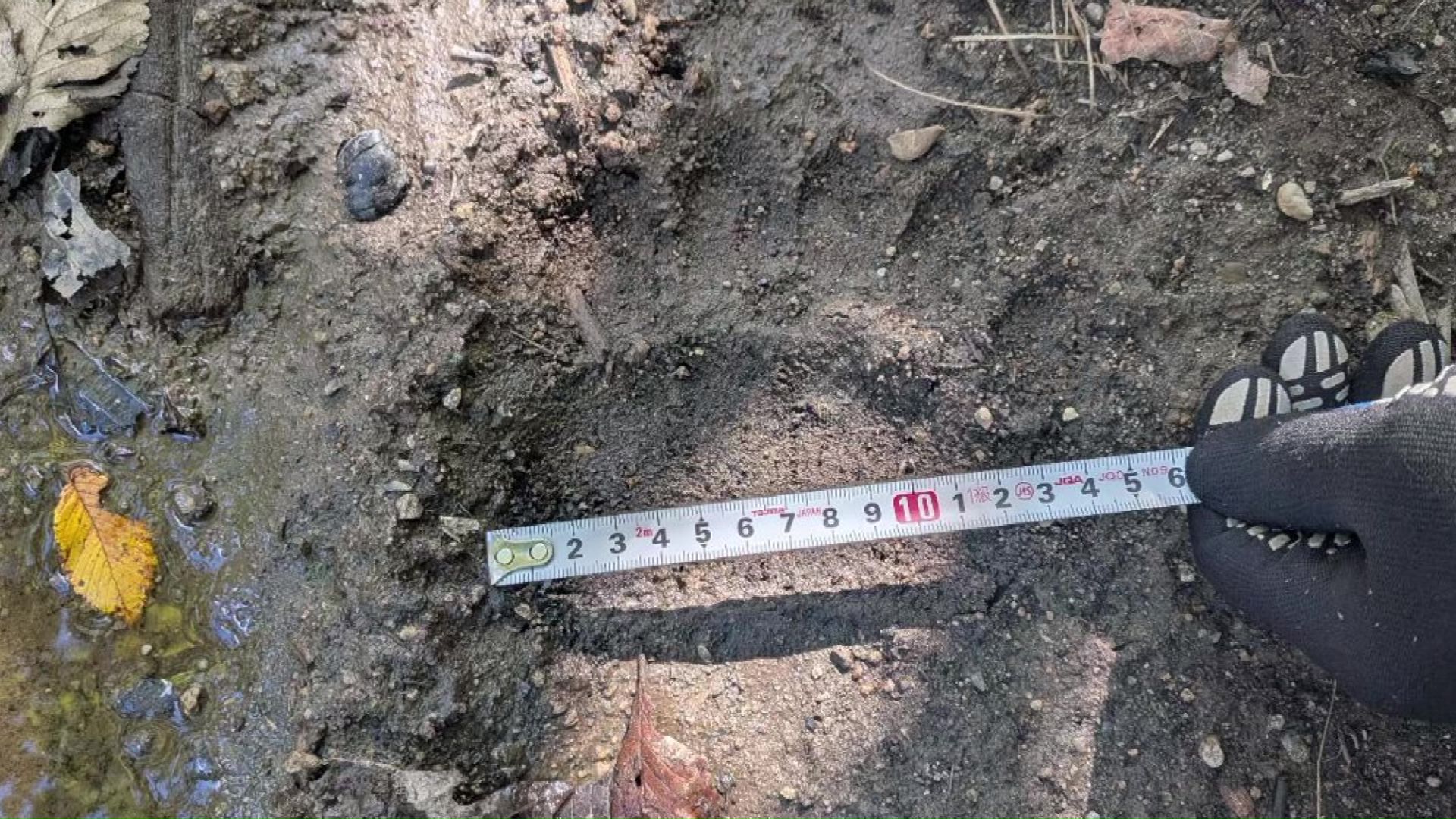 クマの足跡もはっきり残っていた