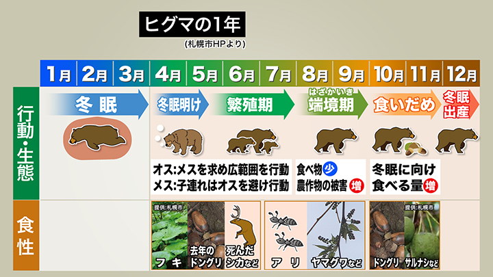 ヒグマの1年