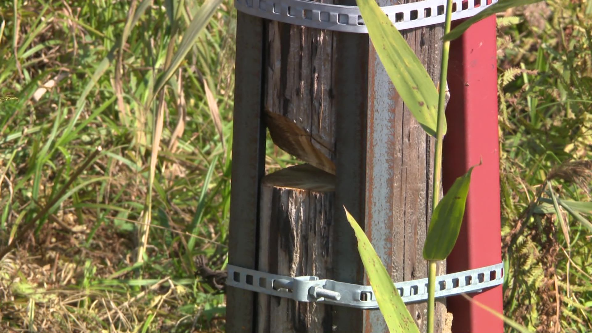 通信ケーブル用の木の柱が切られる被害も(提供:JR北海道)