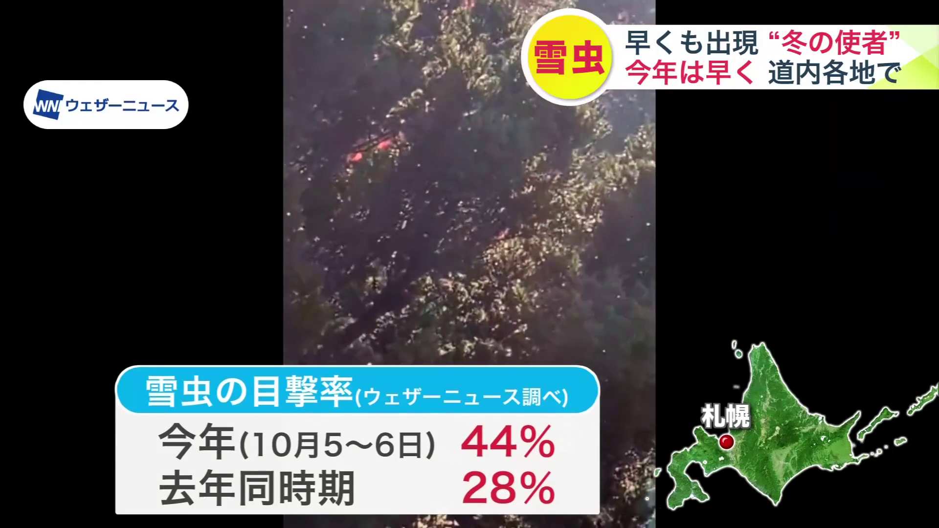 函館市や遠軽町でも雪虫が出現(提供:ウェザーニュース)