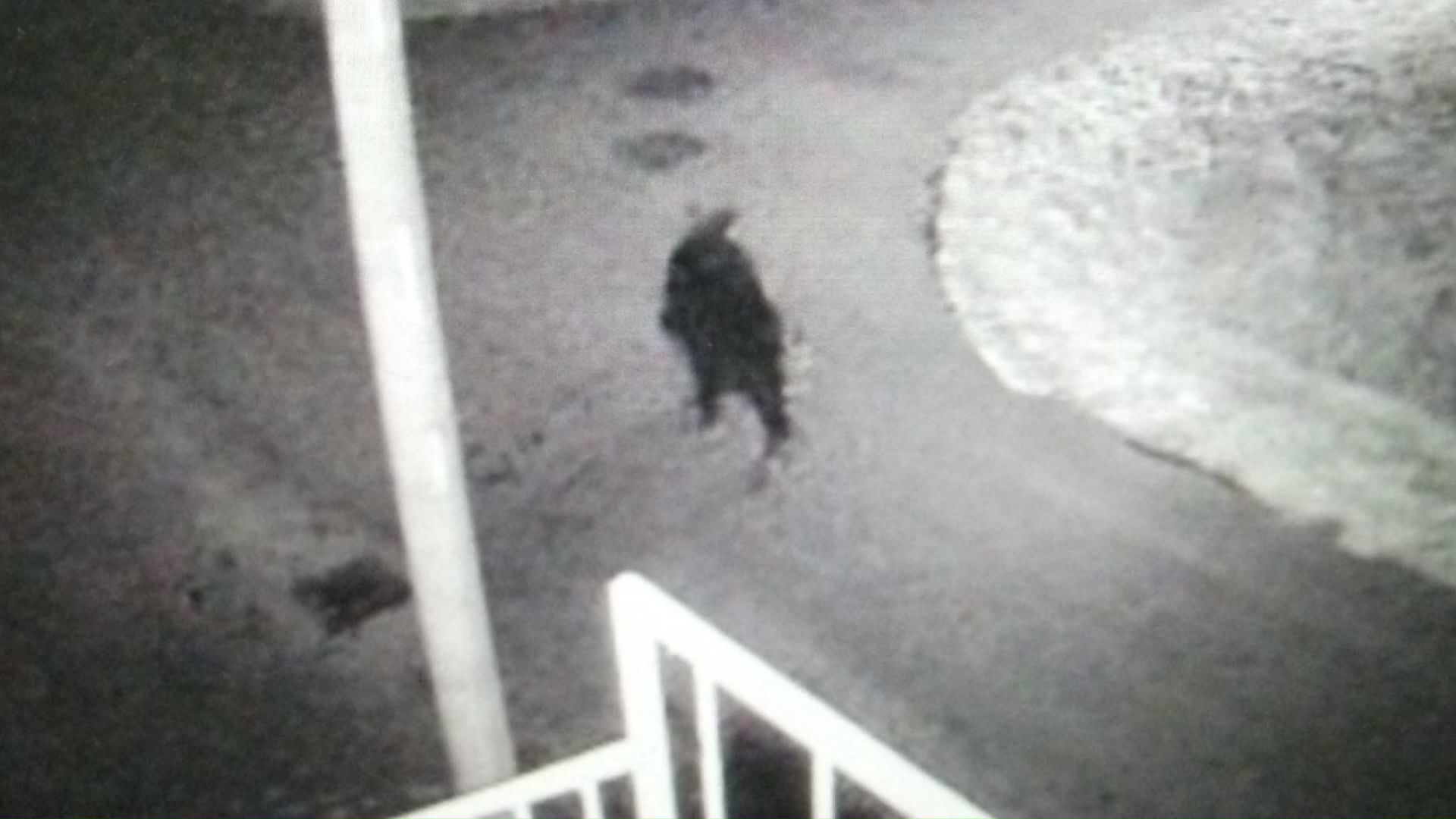 防犯カメラに映ったクマ（提供：道警）