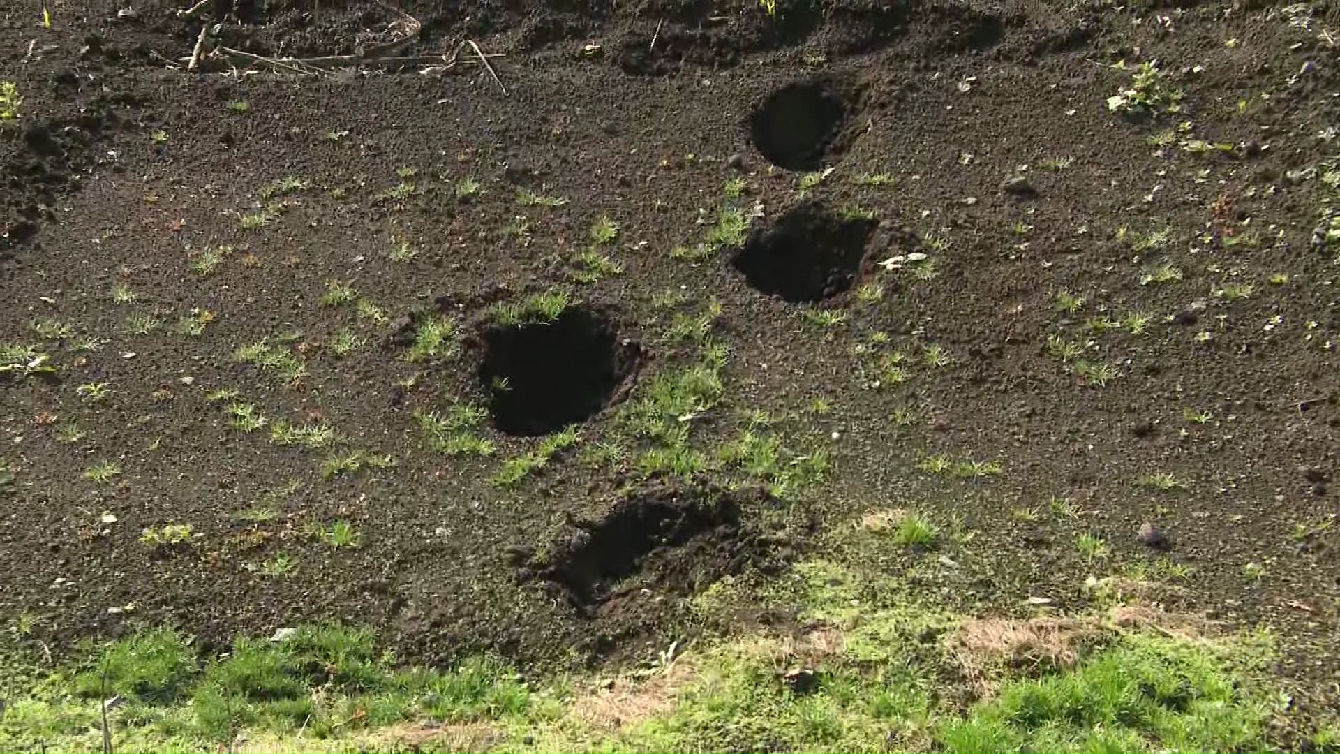 幅15センチほどのクマの足跡