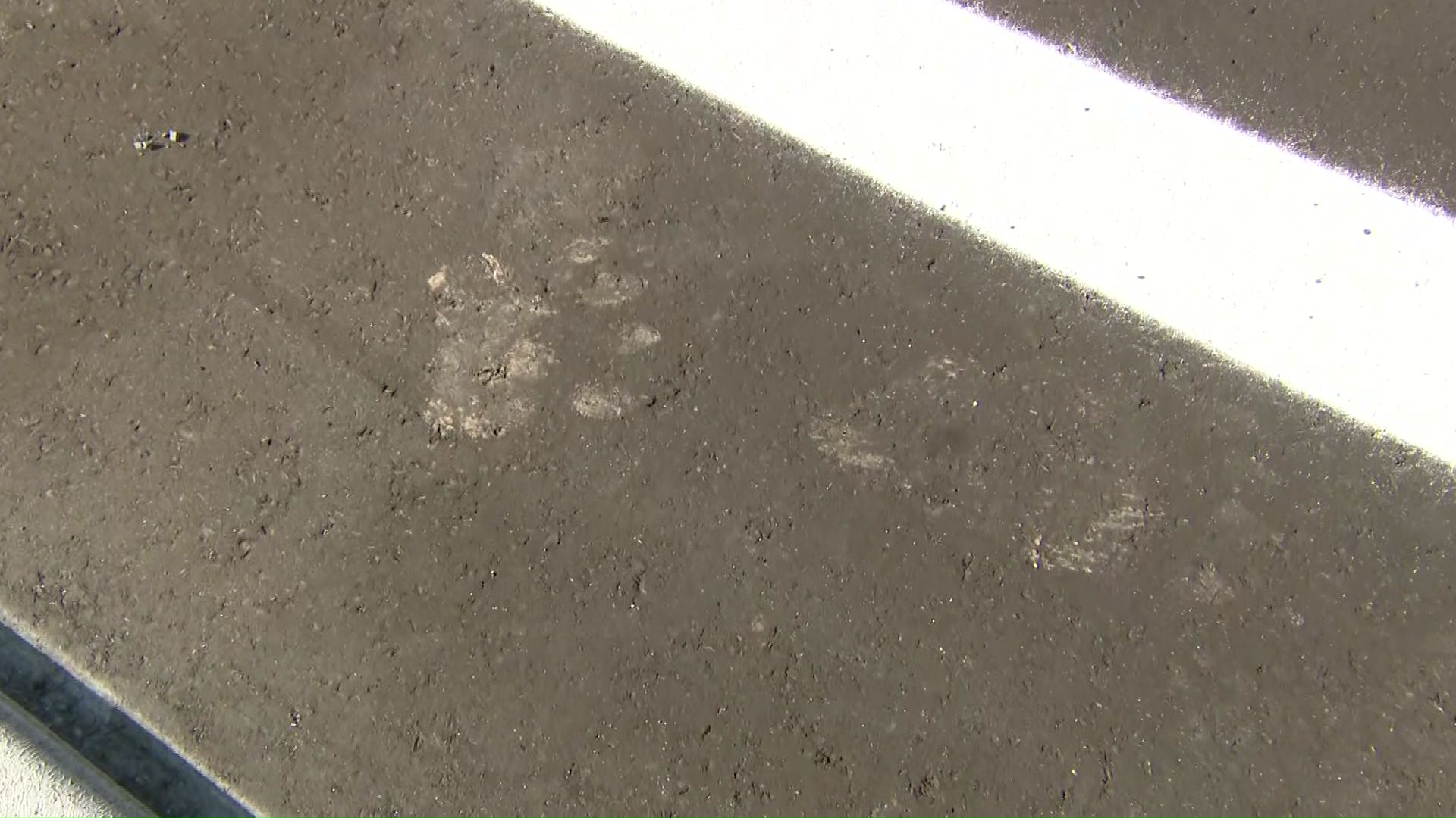 同じ個体と思われるクマの足跡