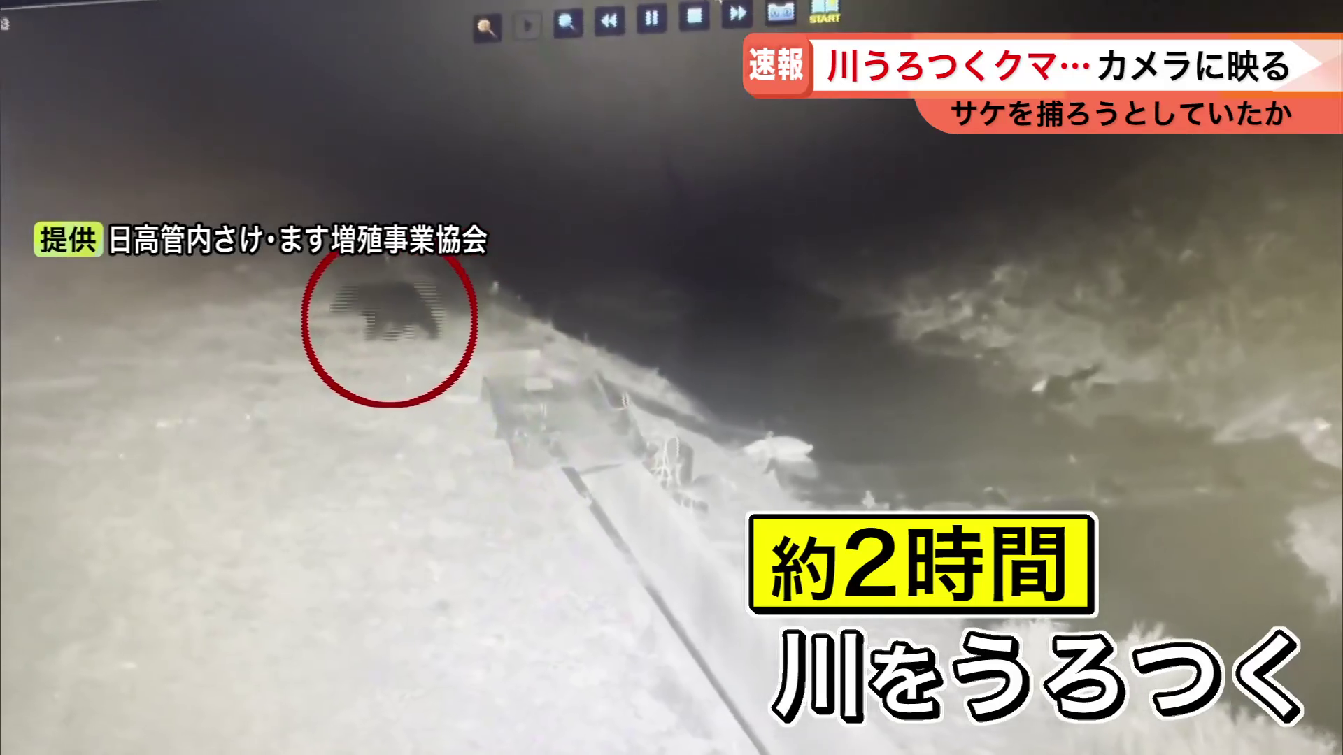 クマは約2時間も川をうろついた（提供：日高管内さけ・ます増殖事業協会）