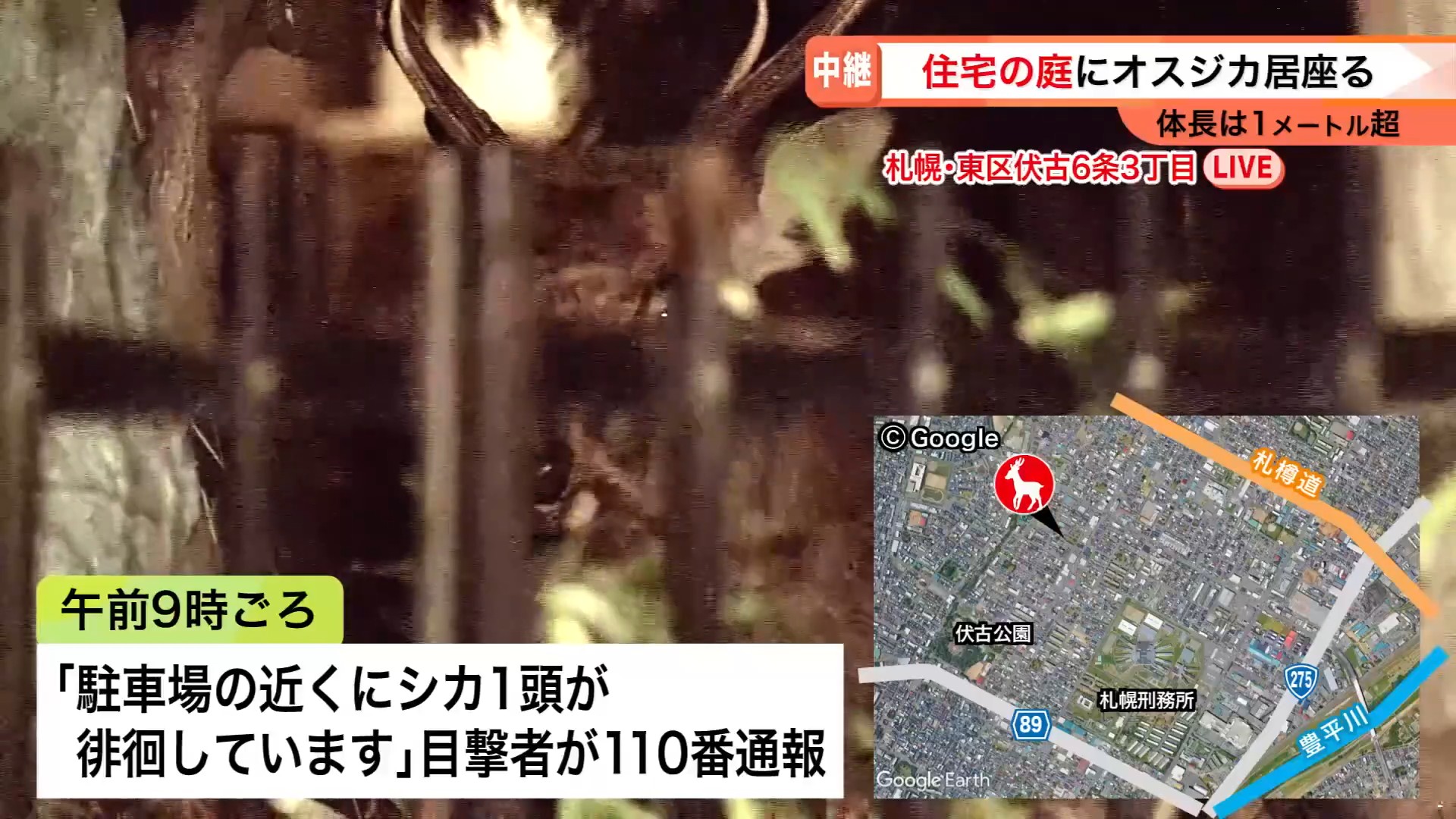 札幌市東区の住宅街に迷い込んだオスジカ