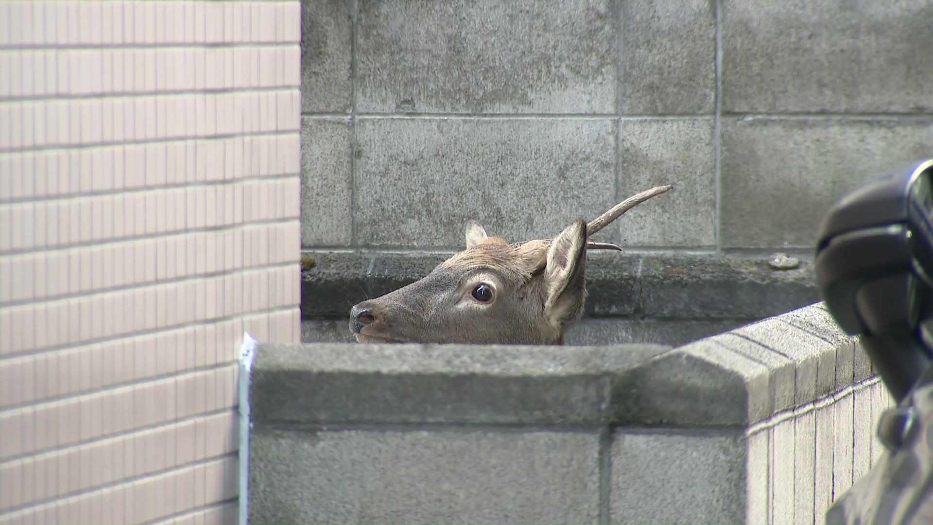 札幌市中央区・アパートの敷地内にとどまるシカ（10月20日）