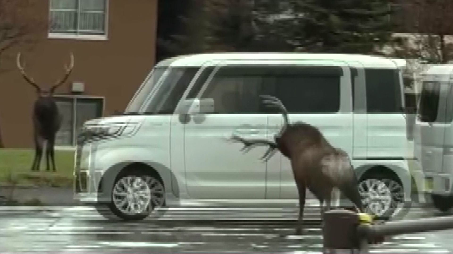車に角を突き立てるような動きも(撮影:視聴者)