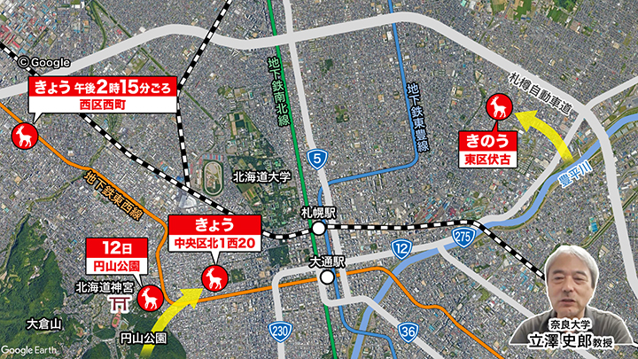 札幌市内で目撃されたシカ