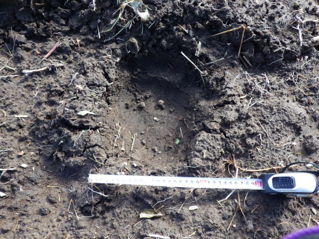 【ヒグマ速報】”幅15センチ”デントコーン畑に複数のクマの足跡みつかる…作物はほとんど刈り取ったあとで被害なし〈北海道八雲町〉