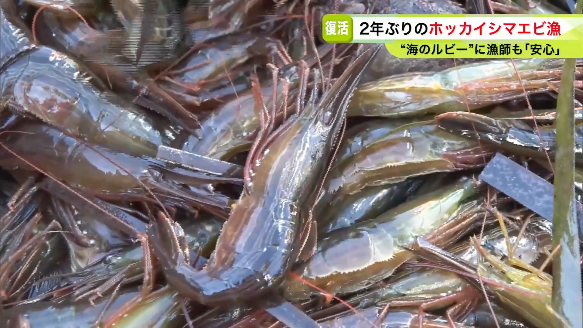 ホッカイシマエビ　漁師は「案外大きく安心した」