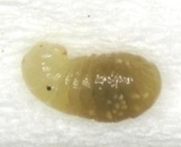 今回確認されたアカカミアリの幼虫(提供:環境省)