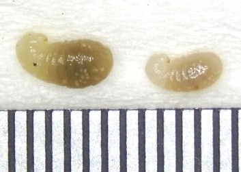 幼虫の大きさ　メモリは0.5mm間隔　（提供：環境省）