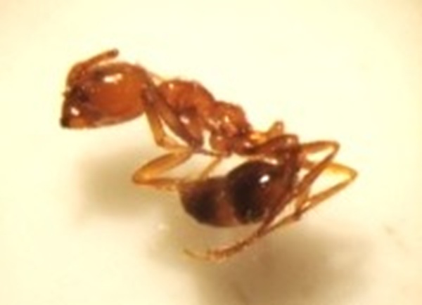  みつかったアカカミアリの働きアリ（提供：環境省）