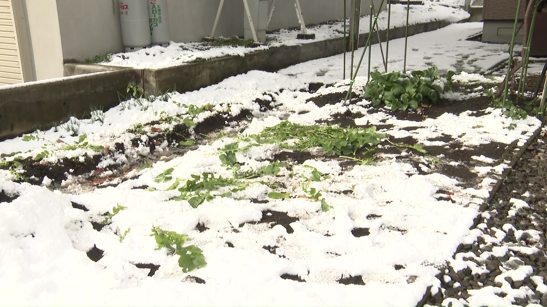 住宅街も雪に包まれた
