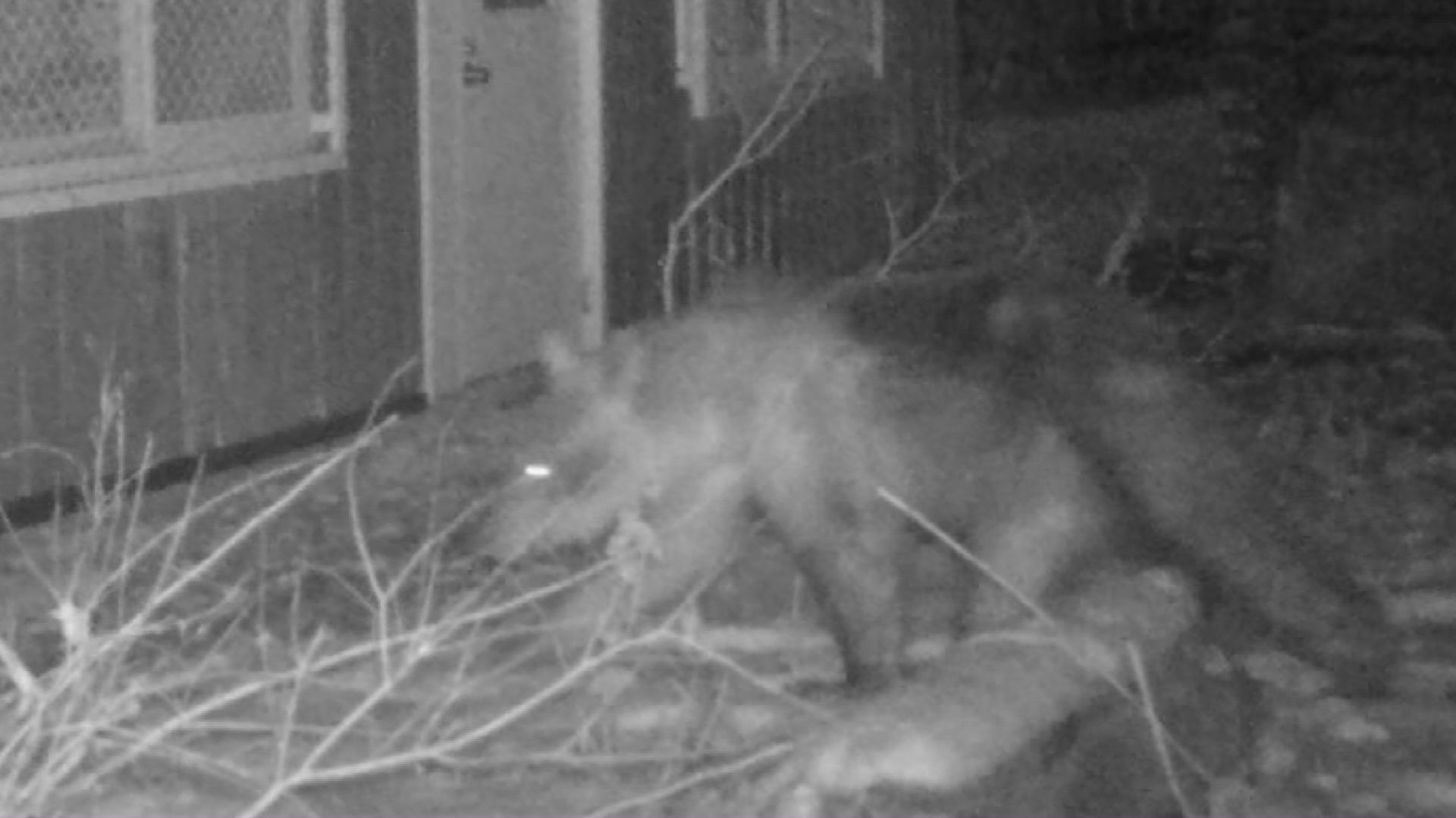 円山動物園内で撮影されたクマ（提供：札幌市 2025年11月）