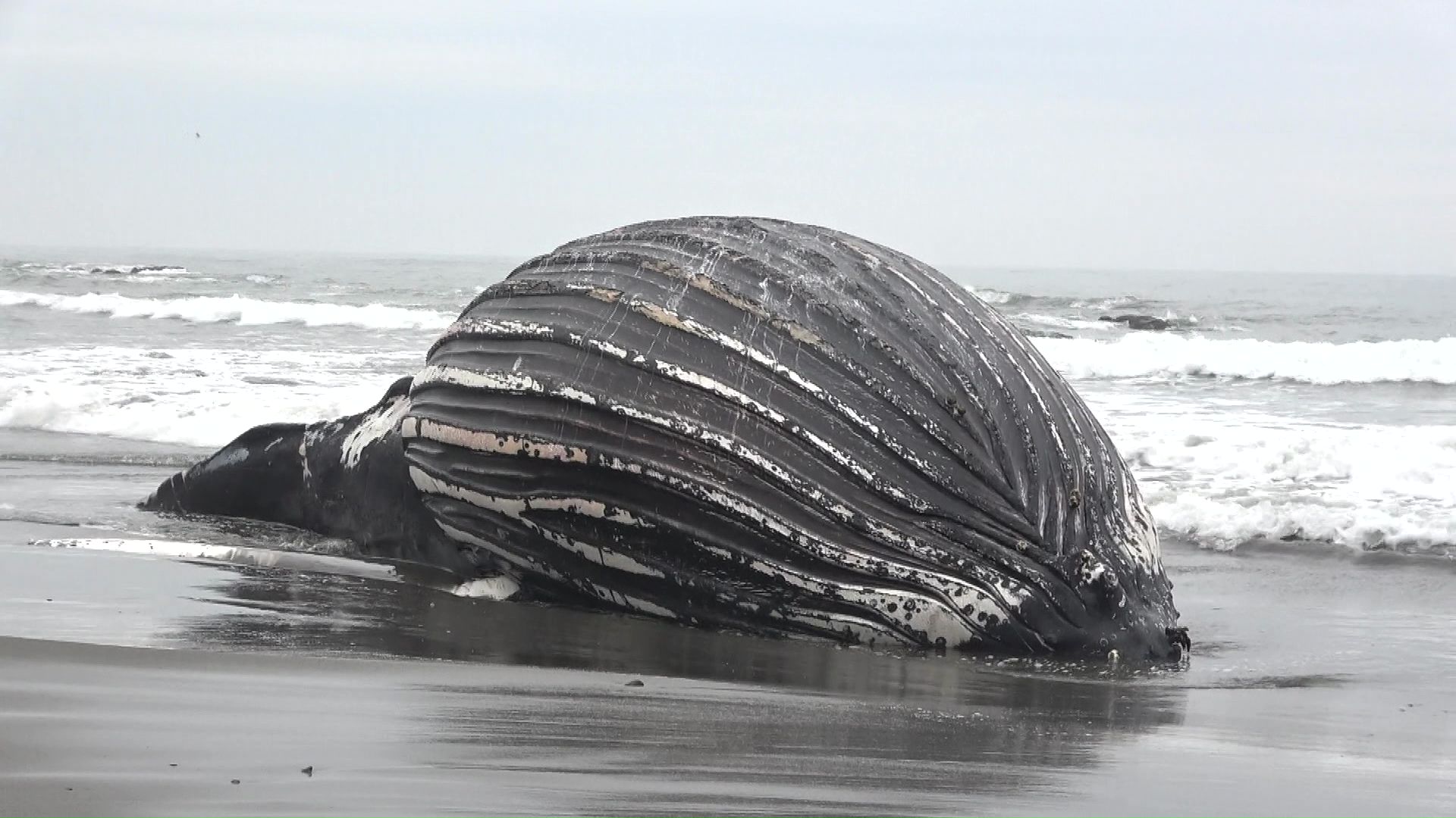 画像はこちら！】体長10メートル なぜクジラが漂着？